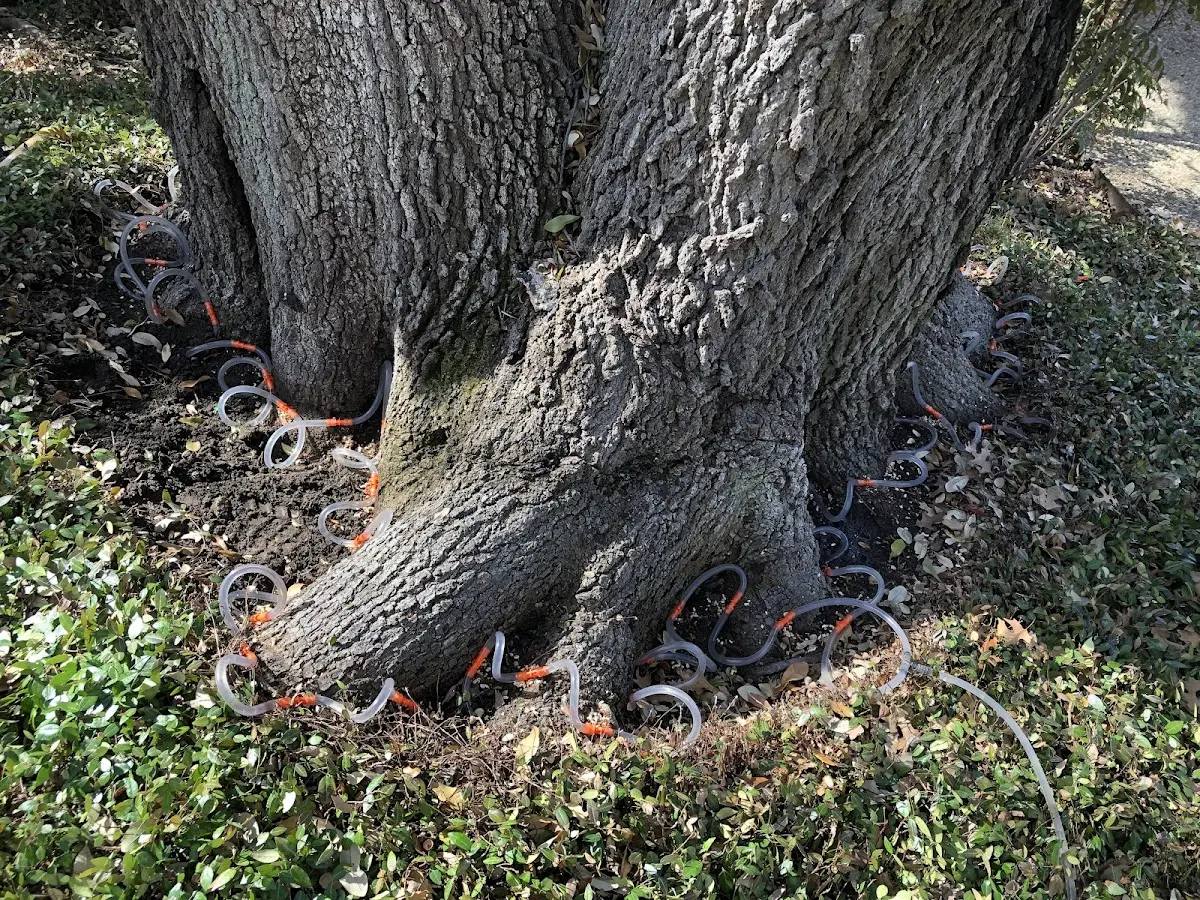 Detailed Tree Cabling and Bracing job site in Hydesville